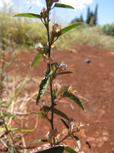 Paddy's Lucerne, Common Sida - Weeds Australia